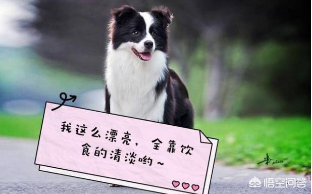 边境牧羊犬的狗粮价格:适合边境牧羊犬的零食有什么，牧羊犬吃什么零食好？