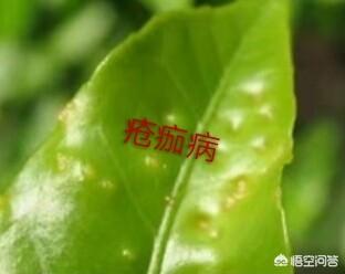 锈壁虱用何种药:茶花叶片背面长锈，叶片往下翻是怎么回事？