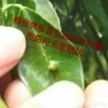 锈壁虱用何种药:茶花叶片背面长锈，叶片往下翻是怎么回事？