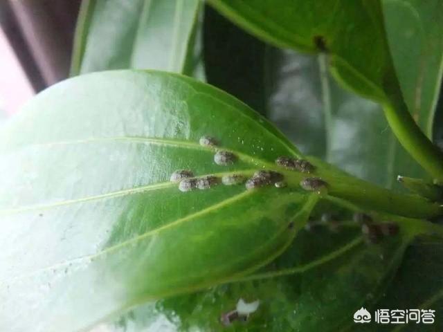 介壳虫图片:如何高效消灭蚧壳虫并阻断繁殖链条？