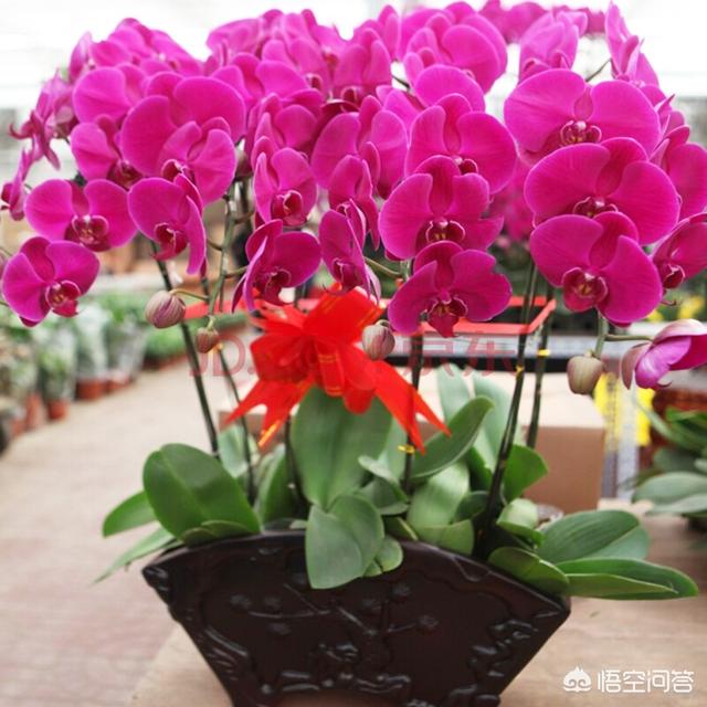 刚种的小叶桢楠树苗叶子发蔫:栀子花叶子蔫了如何补救？日常如何养护？