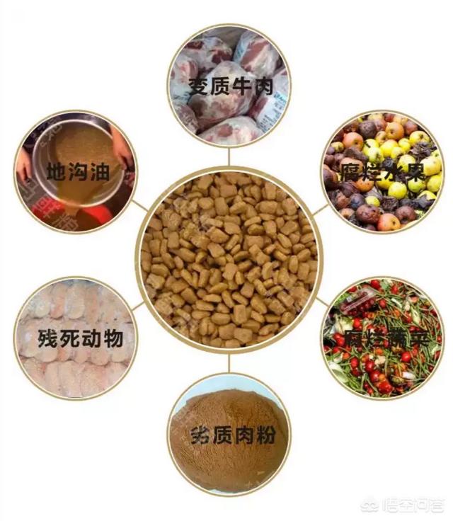 巨贵犬狗粮哪种好:狗狗老了肠胃吸收能力不好，哪种牌子的狗粮好吸收？