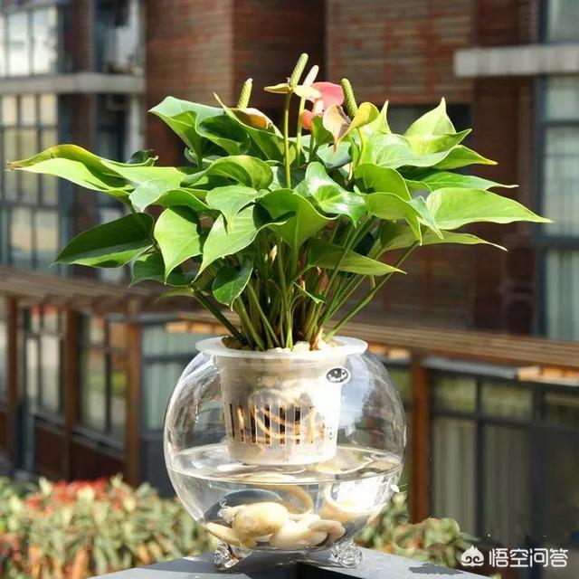 水培植物营养液价格:水培植物营养液兑水的使用量是多少？