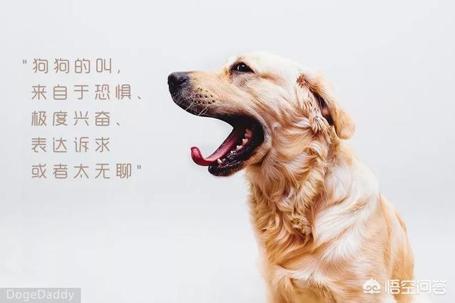 波利犬喜叫程度:狗狗经常吠叫是什么原因？如何制止？ 波利犬的优点和缺点