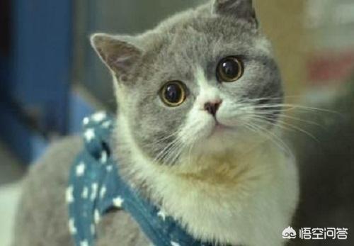 有鱼猫粮:猫咪除了猫粮，连鱼和其他肉食、蛋类都不吃，如何增加营养？