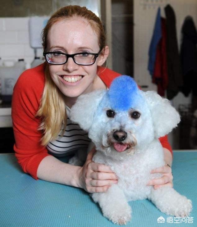 爱狗网比熊论坛:为什么有人说比熊犬难养？