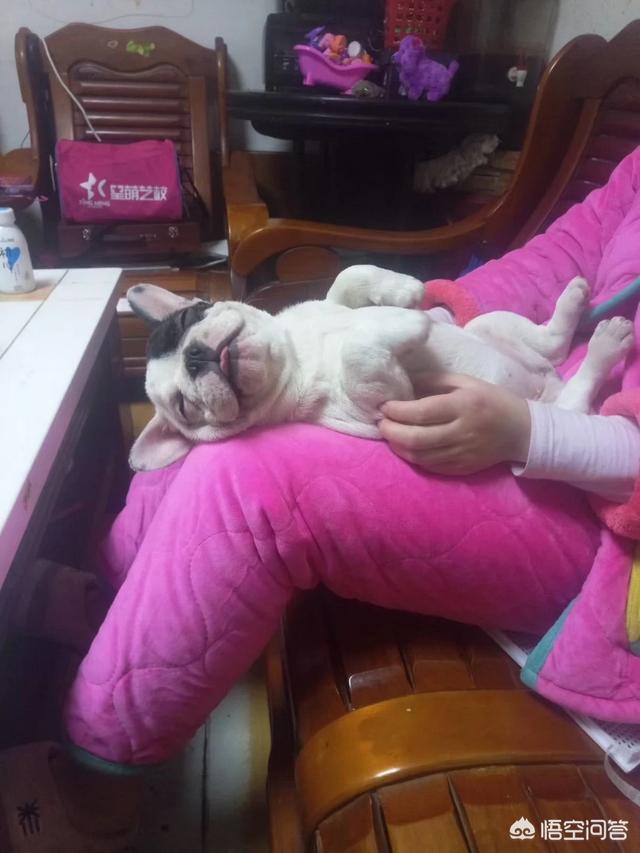 法牛犬:法斗犬除了喜欢会舔人，还有什么原因让它舔人吗？
