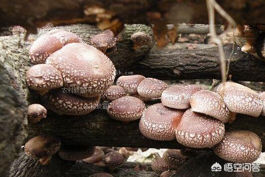 中国特色高水平高职学校和中国特色高水平专业群建设学校区别在哪