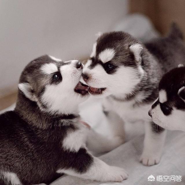 呆萌哈士奇卡通头像:哈士奇好养吗？听说会拆家？