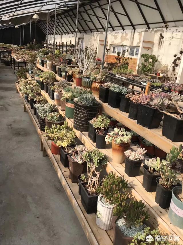 如何选择自己喜欢的多肉？