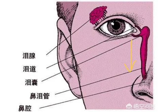 白眼珠发蓝的图片:二个月宝宝总有眼屎，眼底是蓝色是怎么回事？