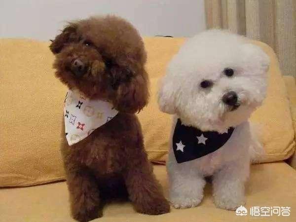 泰迪狗狗罚站视频实拍:如果泰迪犬犯错，会有什么表现？