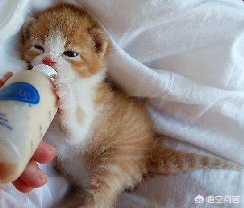 猫咪不乖by:猫是不是要从小养才会跟主人有感情呢？