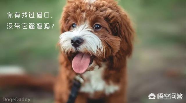 世界上最悲伤的狗狗:世界上最可爱的狗狗图片 对狗狗做什么事它会很伤心？