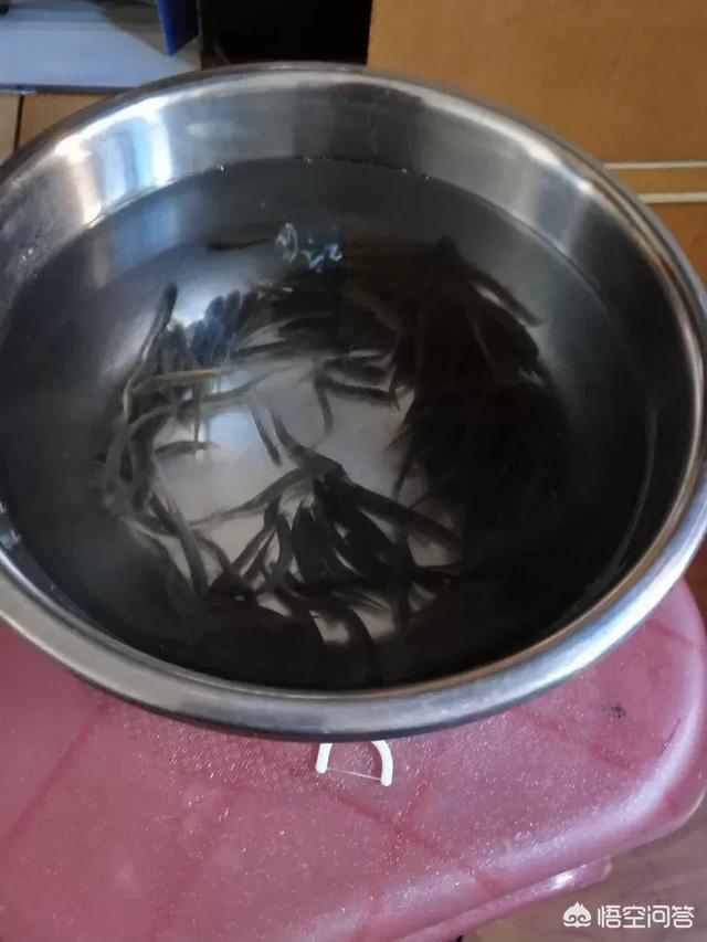 苦力泥鳅好不好:为什么路亚讨厌用泥鳅，泥鳅能钓鱼吗？
