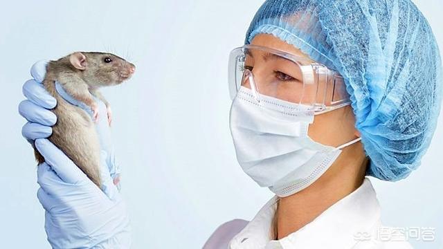 小白鼠繁殖:小白鼠是怎样进行繁殖的？