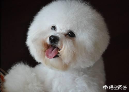 去泪痕宠物食品配方:自制幼犬去泪痕零食 比熊犬泪痕很严重，吃什么食物可以减轻？