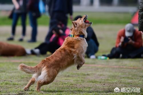 宠物狗大赛:要不要设计狗狗赛道，开展狗狗技能大赛？会有主人带爱犬参加吗？ 宠物狗大型犬