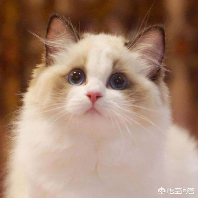 怎么确定猫咪认主人了:猫喜欢主人有什么表现，怎么知道猫喜不喜欢自己？