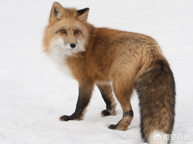 狐狸大仙的民间故事，有没有关于动物成仙的精彩故事分享一个