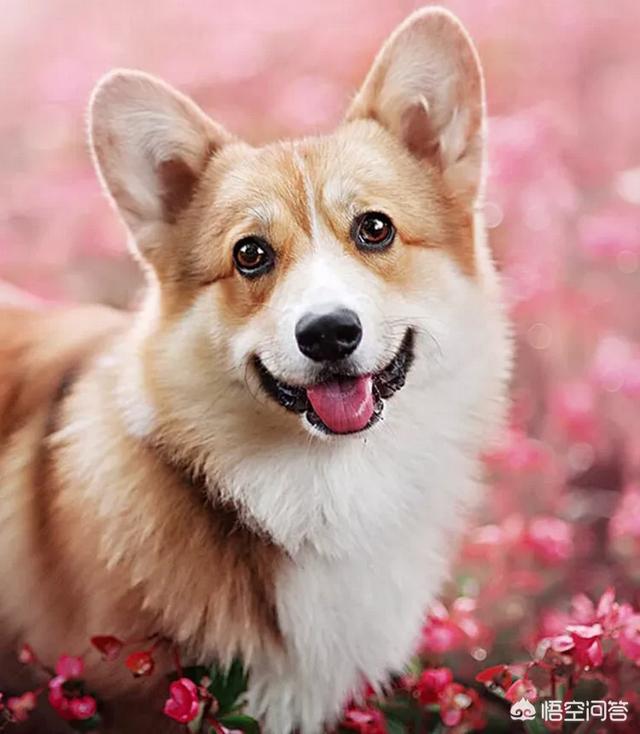 小型犬智商排名:有哪些小型犬适合楼层高房子小的人养？