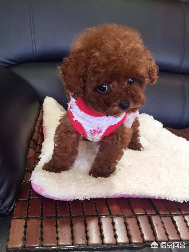 犬钩虫病图片科手机版:泰迪犬的哪些行为在我们眼中看来是搞笑的，但是却可能生病了？