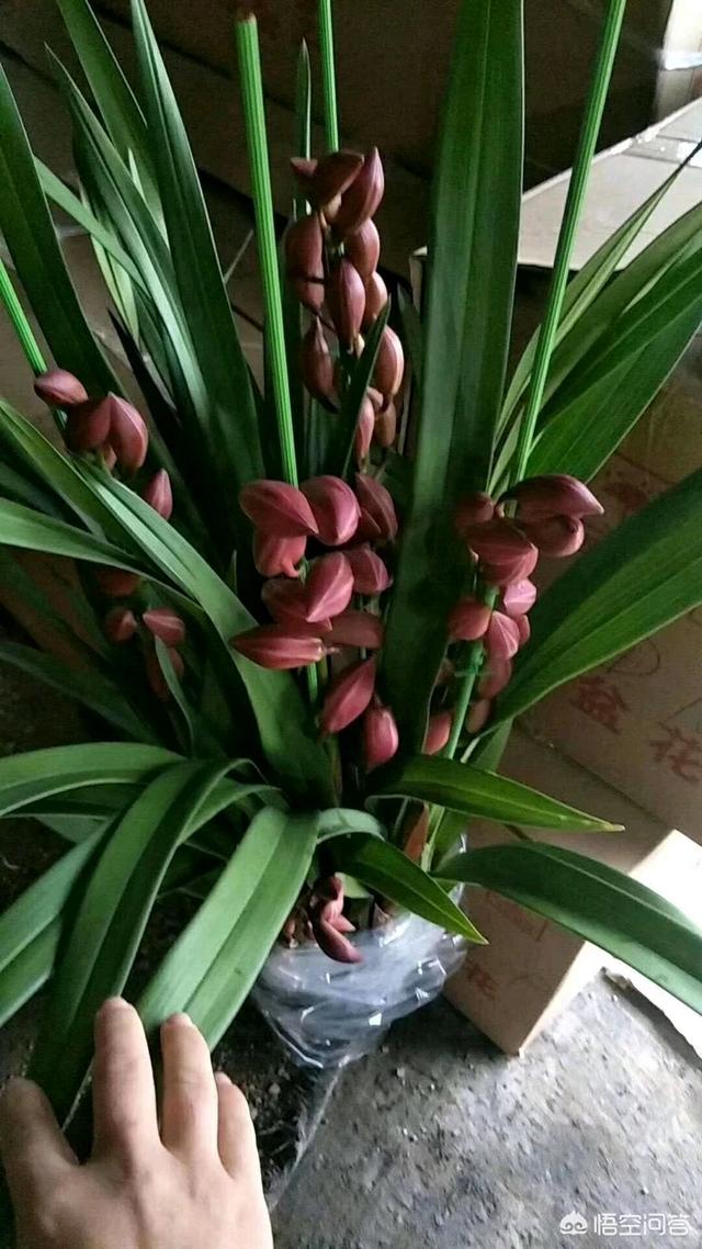 九子大花蕙兰的图片:新买的大花蕙兰怎么上盆？