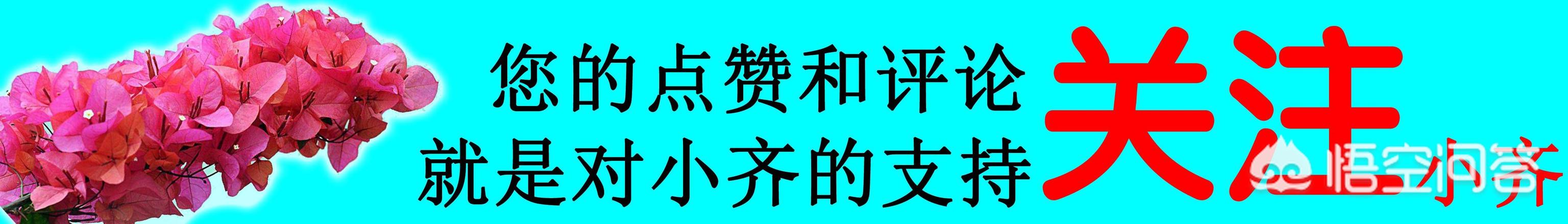 九子大花蕙兰的图片:新买的大花蕙兰怎么上盆？