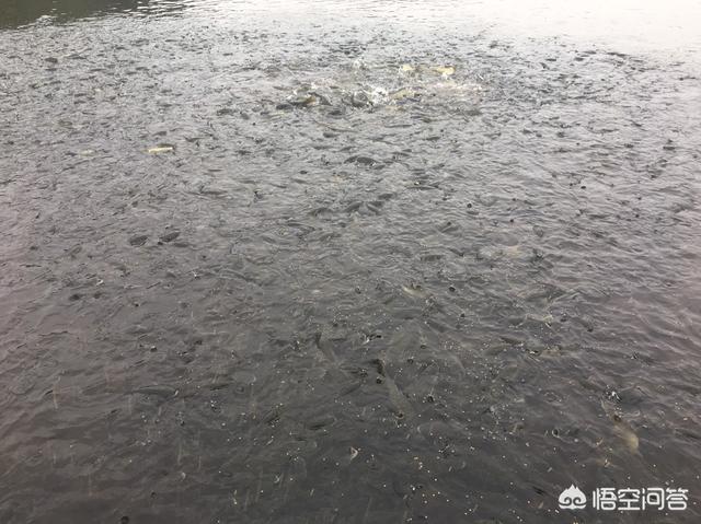 草鱼得诺卡氏菌病图片:草鱼身上有像苔藓一样的东西还有粘粘的感觉，是什么病？