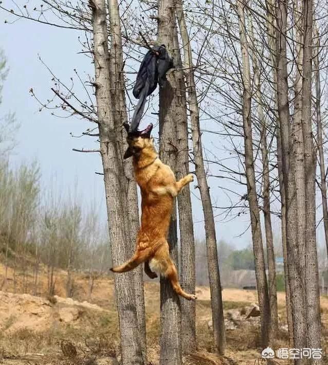 南昌警犬基地有什么犬:有什么品种的狗狗，可以当警犬，但是被城市禁养了？
