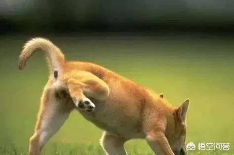 宠物狗知识:我想做一个宠物狗养殖怎么才能卖出去？