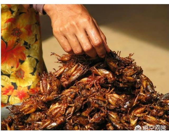 油炸毒蜘蛛:油炸毒蜘蛛 有什么食物是外国人吃，中国人却不吃的？