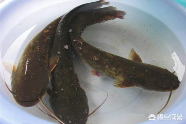 鲶鱼养殖:脏水养殖、吃粪便，鲶鱼是“垃圾鱼”的说法是真的吗？