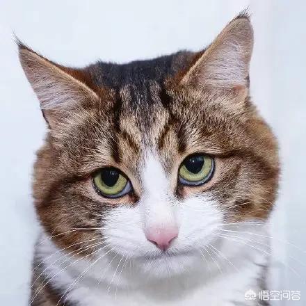 超萌猫咪动态图片:为什么有些人很喜欢养猫？