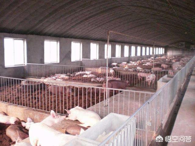 动物性饲料互联网项目:散养优质土鸡如何扩大网络销售？如何能够盈利？