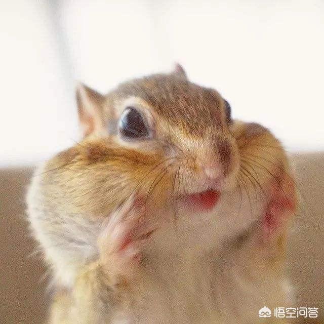 可爱宠物:萌萌的小花鼠真可爱，可以当宠物养吗？