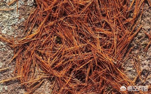 松针土是酸性还是碱性，栽种月季幼苗时用松针土好吗？