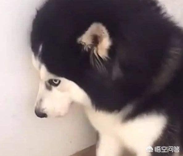 阿拉斯加犬图片qq头像:惩罚阿拉斯加犬时，有哪些做法不能犯？