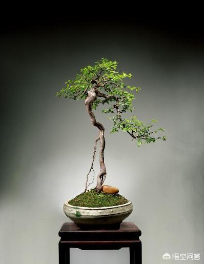 雀梅藤快易捷中药大全:雀梅该如何采桩，如何栽培如何防止失枝呢？