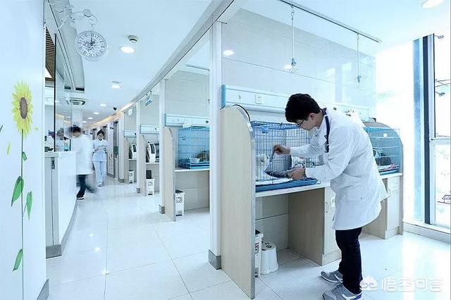 狗狗误食脱氧剂吐了:小狗误食电池导致中毒，应该怎样救治？