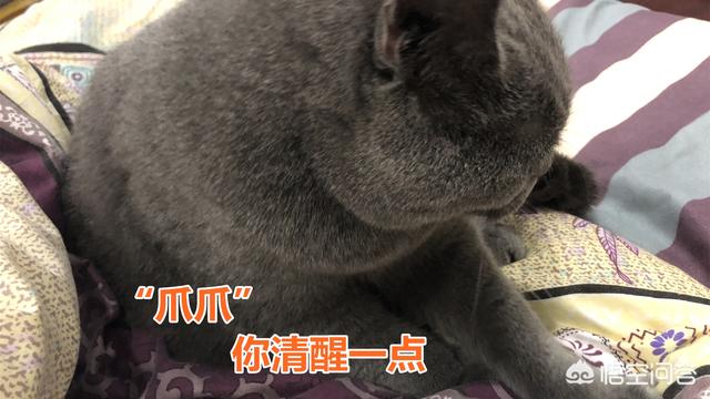 猫咪帮你踩奶是什么意思:你有过猫咪在手心踩奶的经历吗？是什么感觉？