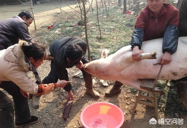 窦靖童下巴那条线:农村杀年猪，杀猪匠补了一刀才把猪杀死，我不给杀猪费，合理吗