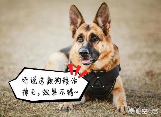 极品纯种德国牧羊犬:短毛德牧和长毛德牧，你更喜欢哪个？