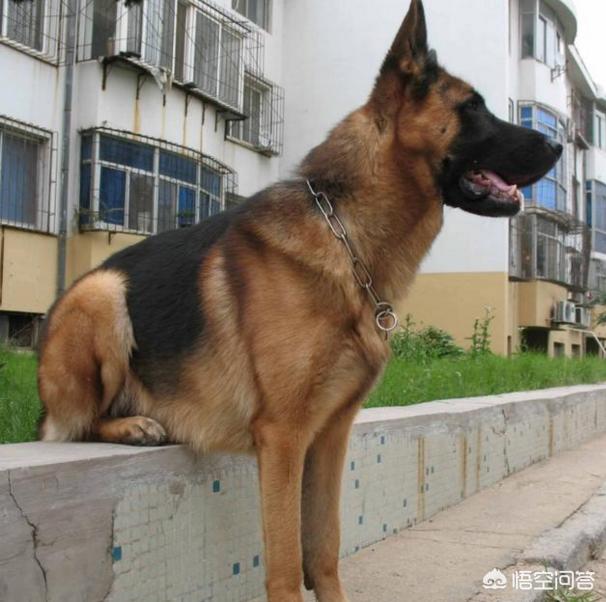 极品纯种德国牧羊犬:短毛德牧和长毛德牧，你更喜欢哪个？