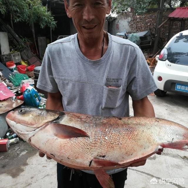 淡水鱼种类图片大全:淡水鱼品种大全及图片 农村常见的四大家鱼，哪个长得最大？哪个最好吃？哪个活的最长？