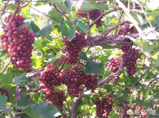 余家伦:《鬓边不是海棠红》与《霸王别姬》有什么联系吗？