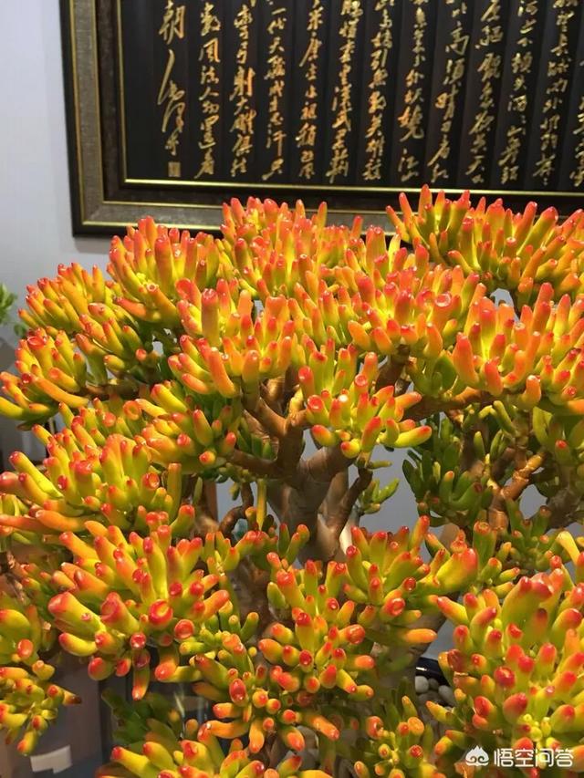 最大的多肉是什么样的？