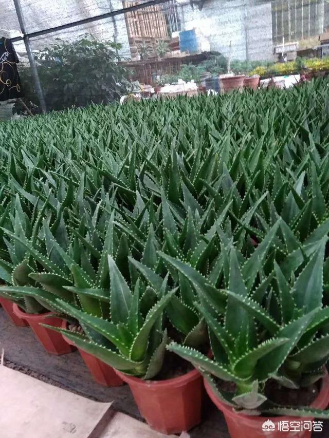 芦荟图片大全:芦荟开花时掉花骨朵是怎么回事？