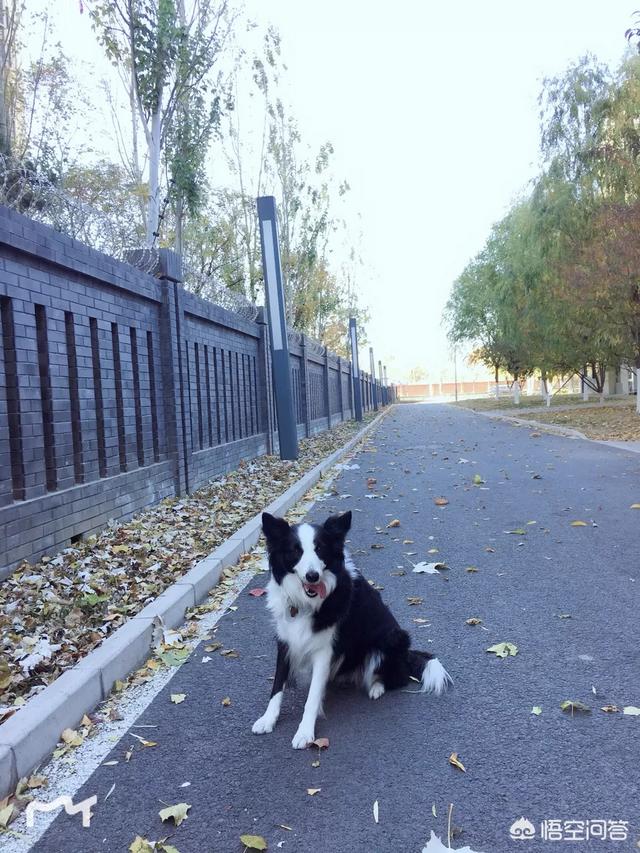 伯恩山犬 边牧:如何正确喂养边牧？有哪些技巧方式？需要注意哪些问题？