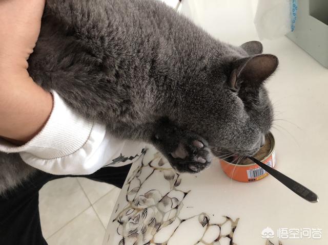猫零食:经常给猫咪吃零食，有必要吗？怎样养猫比较好？ 猫零食